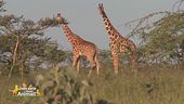 La giraffa