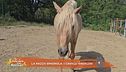 Un cavallo per amico