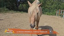 Un cavallo per amico
