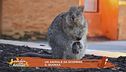 Un animale da scoprire: il quokka