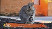 Un animale da scoprire: il quokka