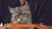 I consigli del vet