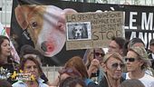 Manifestazione contro la sperimentazione animale