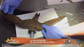 Il salvataggio di un rondone alpino