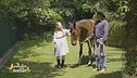 Un cavallo per amico