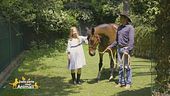 Un cavallo per amico