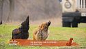 Un animale da scoprire: la gallina