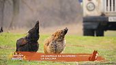 Un animale da scoprire: la gallina