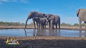 L'elefante