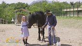Un cavallo per amico