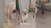 Ritroviamo Derek