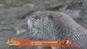 La lontra