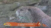 La lontra