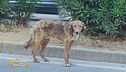 Il salvataggio di un cagnolino abbandonato