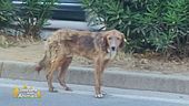 Il salvataggio di un cagnolino abbandonato