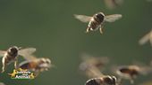 L'ape, l'insetto che pensa agli altri