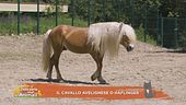 Un cavallo per amico: il cavallo avelignese o Haflinger
