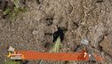 Un animale da scoprire: la formica