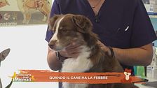 I consigli del vet