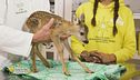 Il salvataggio di un capriolo
