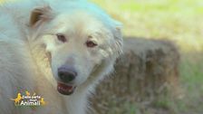 Il pastone maremmano abruzzese