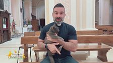 Il gatto