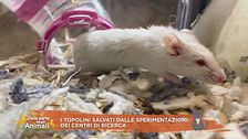 I topolini salvati