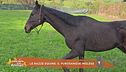 Le razze equine: il purosangue inglese