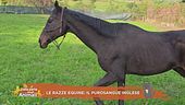 Le razze equine: il purosangue inglese