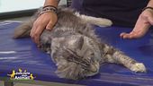 L'ipertensione felina