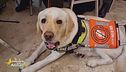 Giornata nazionale del cane guida