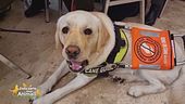 Giornata nazionale del cane guida