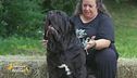 Il mastino napoletano