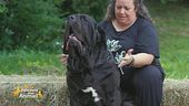 Il mastino napoletano