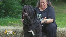 Il mastino napoletano
