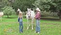 Le razze equine: il cavallo andaluso o pura razza spagnola