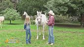 Le razze equine: il cavallo andaluso o pura razza spagnola