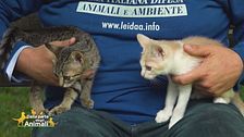 Micetti bellissimi in cerca di casa