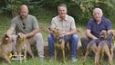 Cani, la razza italiana di questa puntata: i segugi