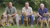 Cani, la razza italiana di questa puntata: i segugi