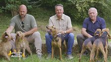 Cani, la razza italiana di questa puntata: i segugi