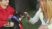 Una cagnolina salvata dalla Spagna