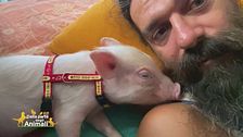 Totò, un maialino fortunato