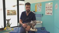 I consigli del veterinario: le 3 F del gatto