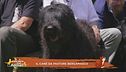 Il cane da pastore bergamasco