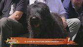 Il cane da pastore bergamasco