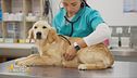 Le spese veterinarie in Italia