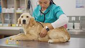 Le spese veterinarie in Italia