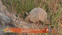 Una animale da scoprire: l'armadillo