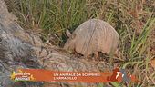 Una animale da scoprire: l'armadillo